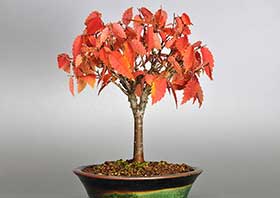ケヤキ-C1（けやき・欅）雑木盆栽の成長記録-4・Zelkova serrata bonsai