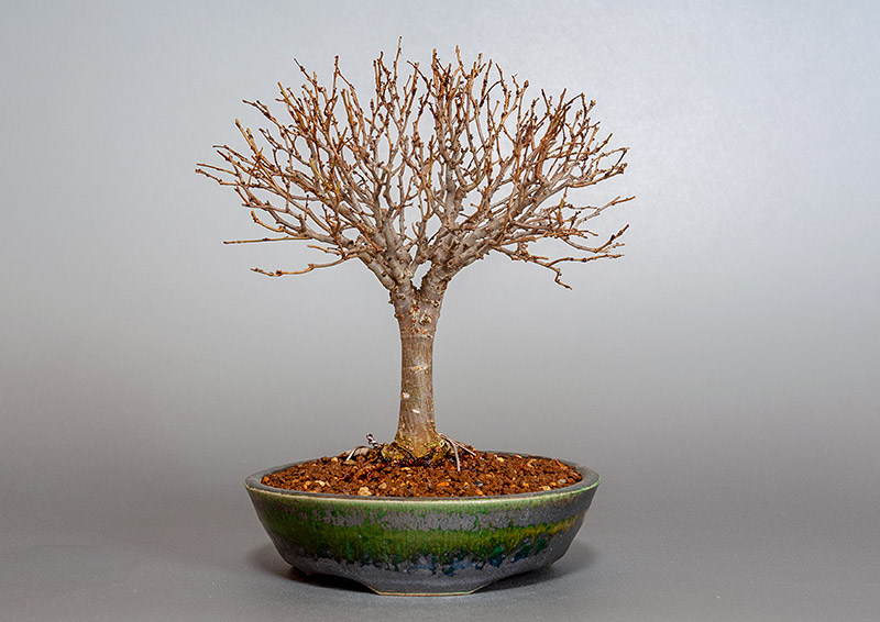 ケヤキ-C1（けやき・欅）雑木盆栽の販売と育て方・作り方・Zelkova serrata bonsai