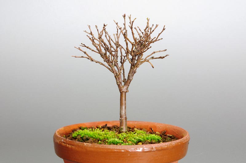 ケヤキ-D1（けやき・欅）雑木盆栽の販売と育て方・作り方・Zelkova serrata bonsai