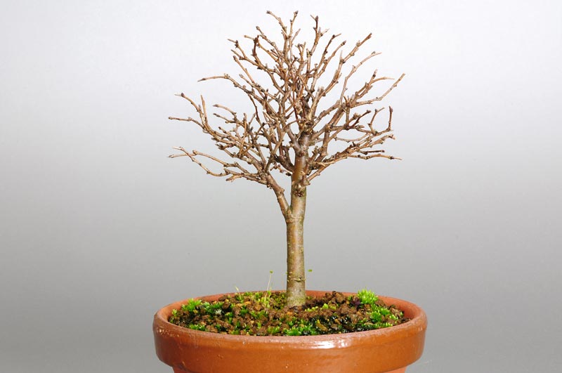 ケヤキ-E1-1（けやき・欅）雑木盆栽の販売と育て方・作り方・Zelkova serrata bonsai