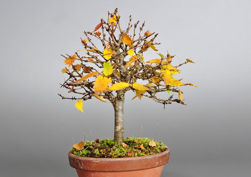 ケヤキ-E1-2（けやき・欅）雑木盆栽の販売と育て方・作り方・Zelkova serrata bonsai