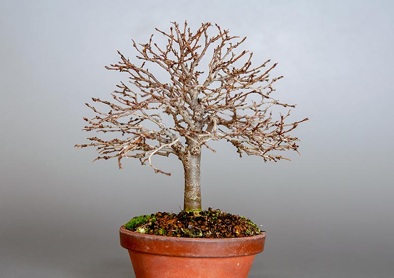 ケヤキ-E1-4（けやき・欅）雑木盆栽の販売と育て方・作り方・Zelkova serrata bonsai