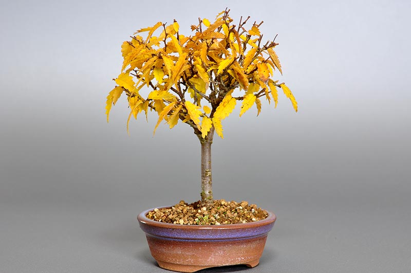 ケヤキ-F1-1（けやき・欅）雑木盆栽の販売と育て方・作り方・Zelkova serrata bonsai