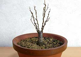 ケヤキ-G（けやき・欅）盆栽の成長記録-2・Zelkova serrata bonsai