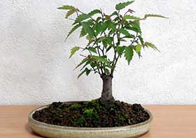 ケヤキ-G（けやき・欅）盆栽の成長記録-3・Zelkova serrata bonsai