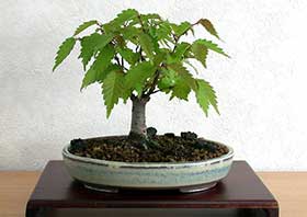 ケヤキ-G（けやき・欅）盆栽の成長記録-5・Zelkova serrata bonsai