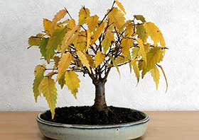 ケヤキ-G（けやき・欅）盆栽の成長記録-7・Zelkova serrata bonsai