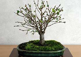 ケヤキ-G（けやき・欅）盆栽の成長記録-9・Zelkova serrata bonsai