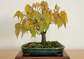 ケヤキ-G（けやき・欅）盆栽の成長記録-10・Zelkova serrata bonsai