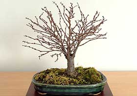 ケヤキ-G（けやき・欅）盆栽の成長記録-11・Zelkova serrata bonsai