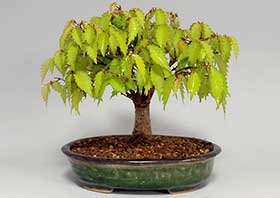ケヤキ-G（けやき・欅）盆栽の成長記録-13・Zelkova serrata bonsai