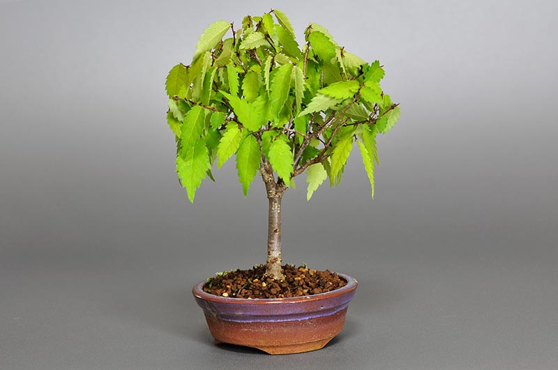 ケヤキ-G1-1（けやき・欅）雑木盆栽の販売と育て方・作り方・Zelkova serrata bonsai photo
