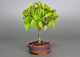 ケヤキ-G1（けやき・欅）雑木盆栽の成長記録-1・Zelkova serrata bonsai photo
