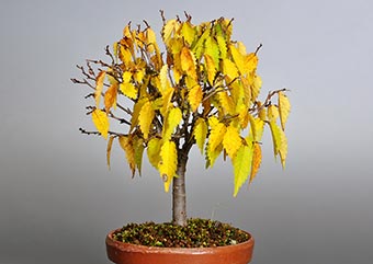 ケヤキ-G1（けやき・欅）雑木盆栽の成長記録-2・Zelkova serrata bonsai photo