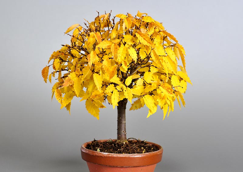 ケヤキ-G1（けやき・欅）雑木盆栽の販売と育て方・作り方・Zelkova serrata bonsai photo
