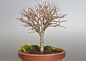 ケヤキ-H1（けやき・欅）雑木盆栽の成長記録-1・Zelkova serrata bonsai photo
