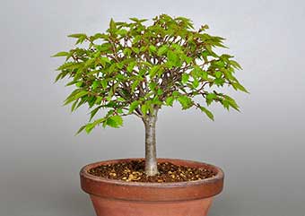 ケヤキ-H1（けやき・欅）雑木盆栽の成長記録-2・Zelkova serrata bonsai photo