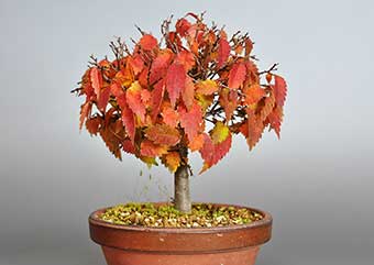 ケヤキ-H1（けやき・欅）雑木盆栽の成長記録-3・Zelkova serrata bonsai photo