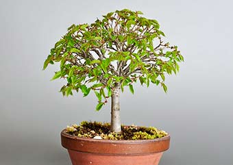 ケヤキ-H1（けやき・欅）雑木盆栽の成長記録-4・Zelkova serrata bonsai photo