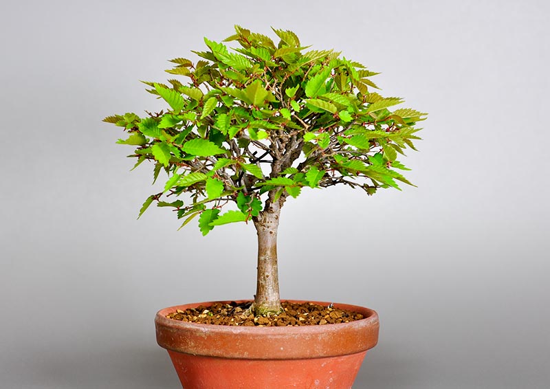 ケヤキ-H1（けやき・欅）雑木盆栽の販売と育て方・作り方・Zelkova serrata bonsai photo