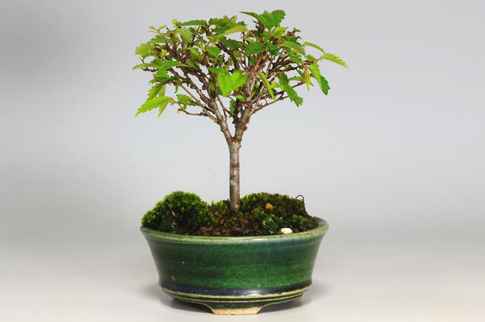 ケヤキI（けやき・欅）雑木盆栽の販売と育て方・作り方・Zelkova serrata bonsai