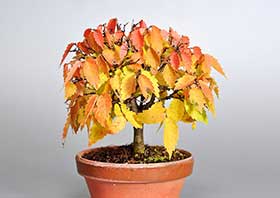 ケヤキ-I1（けやき・欅）雑木盆栽の成長記録-1・Zelkova serrata bonsai
