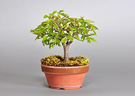 ケヤキ-I1（けやき・欅）雑木盆栽の成長記録-2・Zelkova serrata bonsai