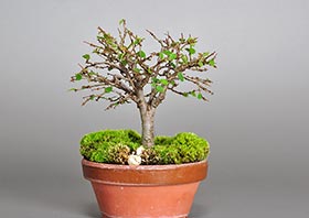 ケヤキ-I1（けやき・欅）雑木盆栽の成長記録-3・Zelkova serrata bonsai