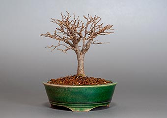 ケヤキ-I1（けやき・欅）雑木盆栽の成長記録-5・Zelkova serrata bonsai