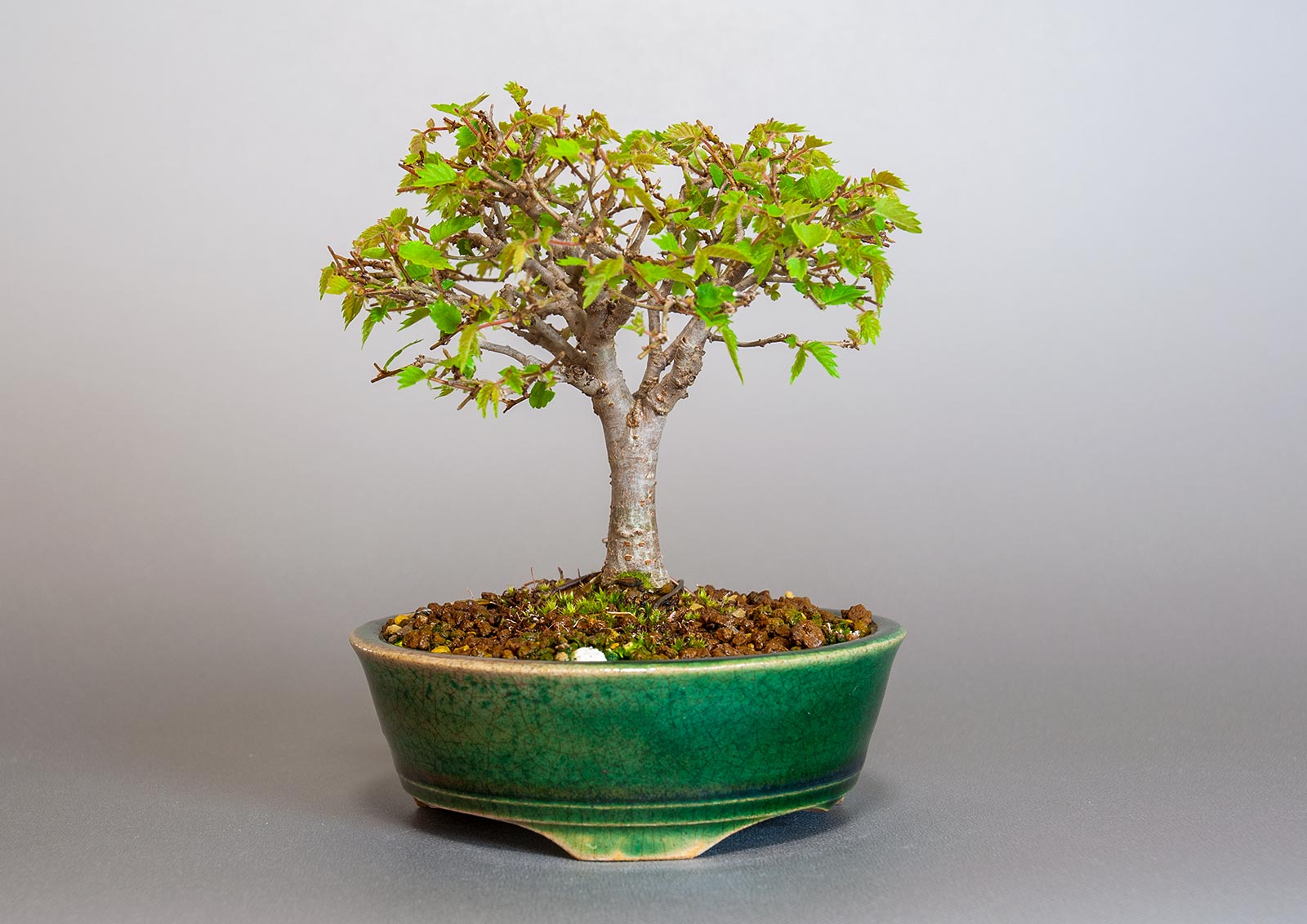 ケヤキ-I1（けやき・欅）雑木盆栽の販売と育て方・作り方・Zelkova serrata bonsai