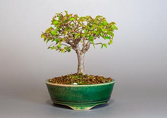 ケヤキ-I1（けやき・欅）盆栽の樹作りの参考樹形・Zelkova serrata Best bonsai