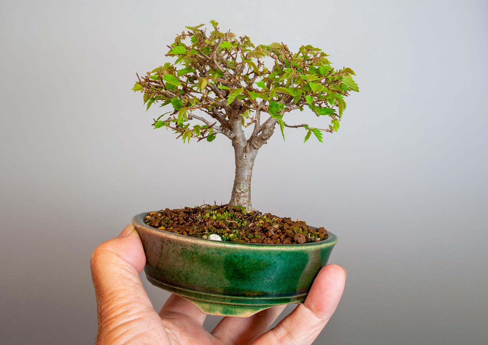 盆栽・ケヤキ-I1（けやき・欅）雑木盆栽の手乗りの景色・Zelkova serrata bonsai