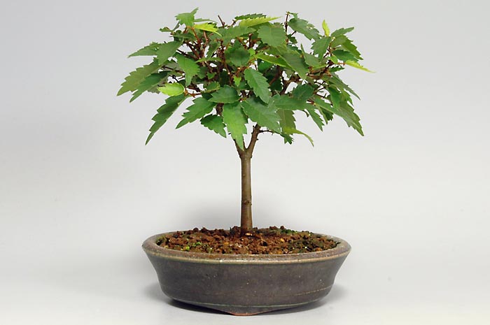 ケヤキJ（けやき・欅）雑木盆栽の販売と育て方・作り方・Zelkova serrata bonsai