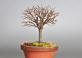 ミニ盆栽・ケヤキ-J1（けやき・欅）雑木盆栽の交信記録-1・Zelkova serrata bonsai