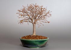 ミニ盆栽・ケヤキ-J1（けやき・欅）雑木盆栽の交信記録-3・Zelkova serrata bonsai
