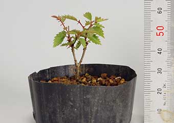 ケヤキ-K-1（けやき・欅）盆栽の成長記録・Zelkova serrata bonsai