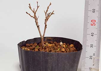ケヤキ-K-2（けやき・欅）盆栽の成長記録・Zelkova serrata bonsai