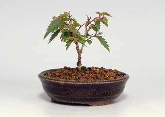 ケヤキ-K-4（けやき・欅）盆栽の成長記録・Zelkova serrata bonsai