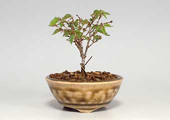 ケヤキ-K-5（けやき・欅）盆栽の成長記録・Zelkova serrata bonsai
