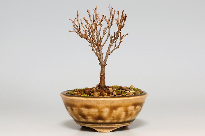 ケヤキ-K（けやき・欅）雑木盆栽の販売と育て方・作り方・Zelkova serrata bonsai