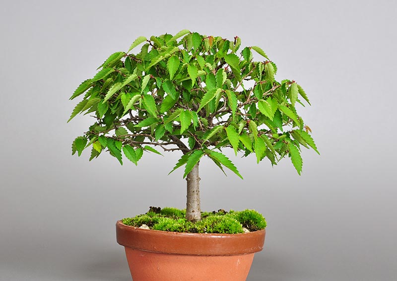 ケヤキ-K1（けやき・欅）雑木盆栽の販売と育て方・作り方・Zelkova serrata bonsai
