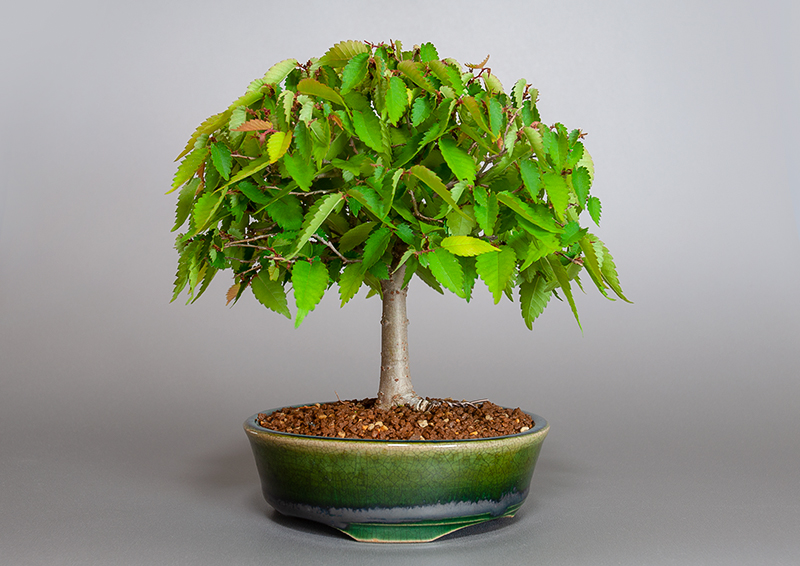 ケヤキ-L1（けやき・欅）雑木盆栽の販売と育て方・作り方・Zelkova serrata bonsai