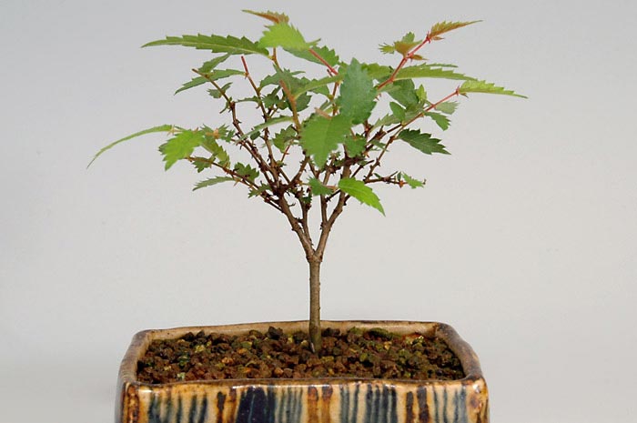 ケヤキN-1（けやき・欅）雑木盆栽の販売と育て方・作り方・Zelkova serrata bonsai
