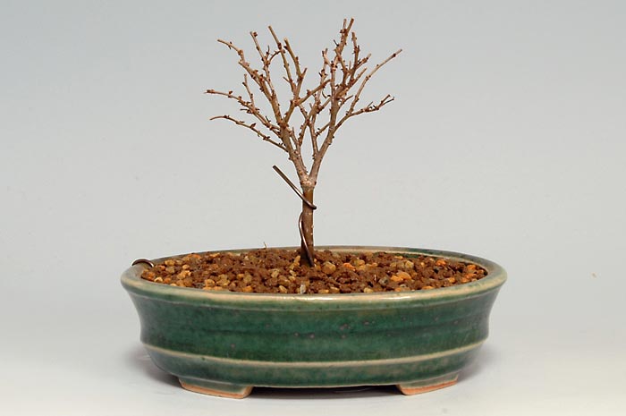 ケヤキN-3（けやき・欅）雑木盆栽の販売と育て方・作り方・Zelkova serrata bonsai