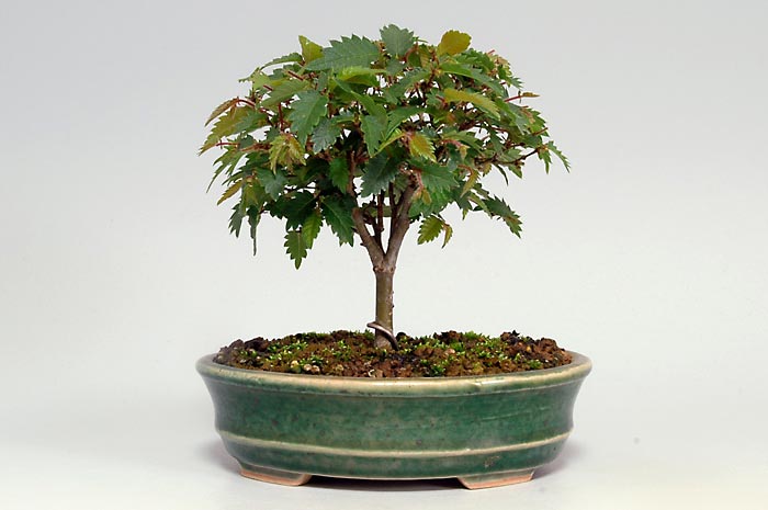 ケヤキN-6（けやき・欅）雑木盆栽の販売と育て方・作り方・Zelkova serrata bonsai