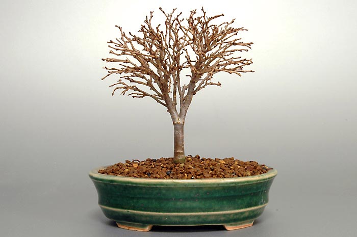 ケヤキN（けやき・欅）雑木盆栽の販売と育て方・作り方・Zelkova serrata bonsai