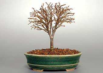 ケヤキ-N（けやき・欅）盆栽の樹作りの参考樹形・Zelkova serrata Best bonsai