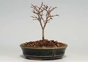 ケヤキO（けやき・欅）雑木盆栽の成長記録-1・Zelkova serrata bonsai