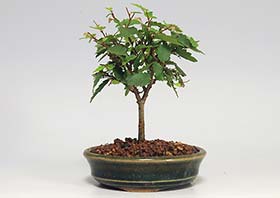 ケヤキO（けやき・欅）雑木盆栽の成長記録-2・Zelkova serrata bonsai