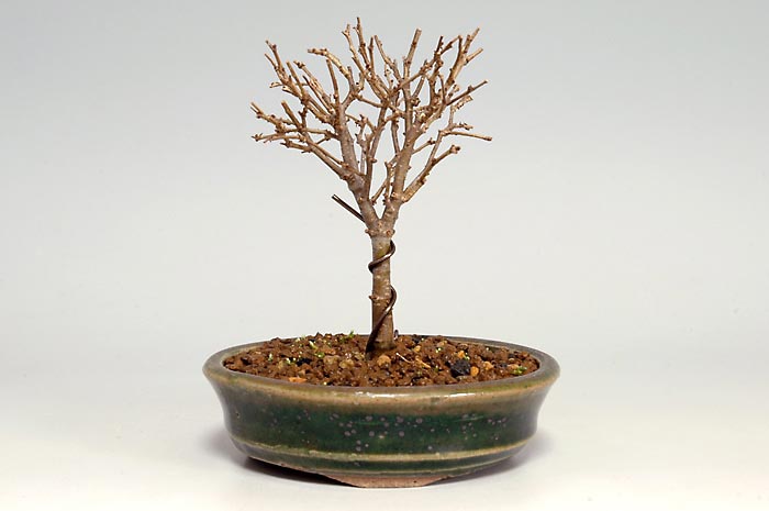 ケヤキO（けやき・欅）雑木盆栽の販売と育て方・作り方・Zelkova serrata bonsai
